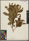 Foto von Salix silesiaca Willd.
